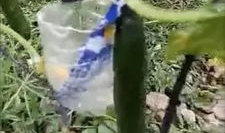 凉山吃瓜爆料事件真相